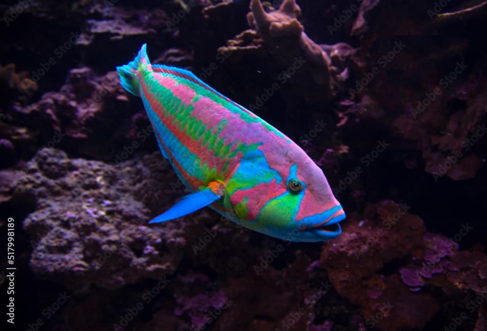 Surge wrasse