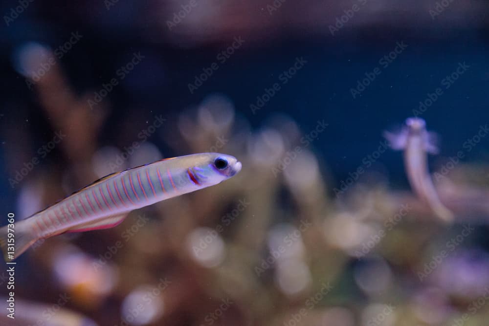 Shotsilk goby Ptereleotris zebra darts around a coral reef aquarium