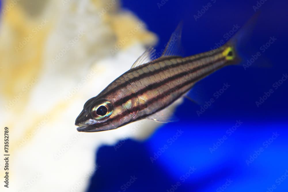 Five-lined cardinalfish (Cheilodipterus quinquelineatus) in Japa