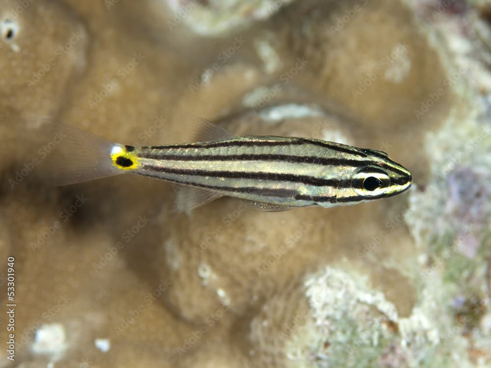 Fiveline cardinalfish