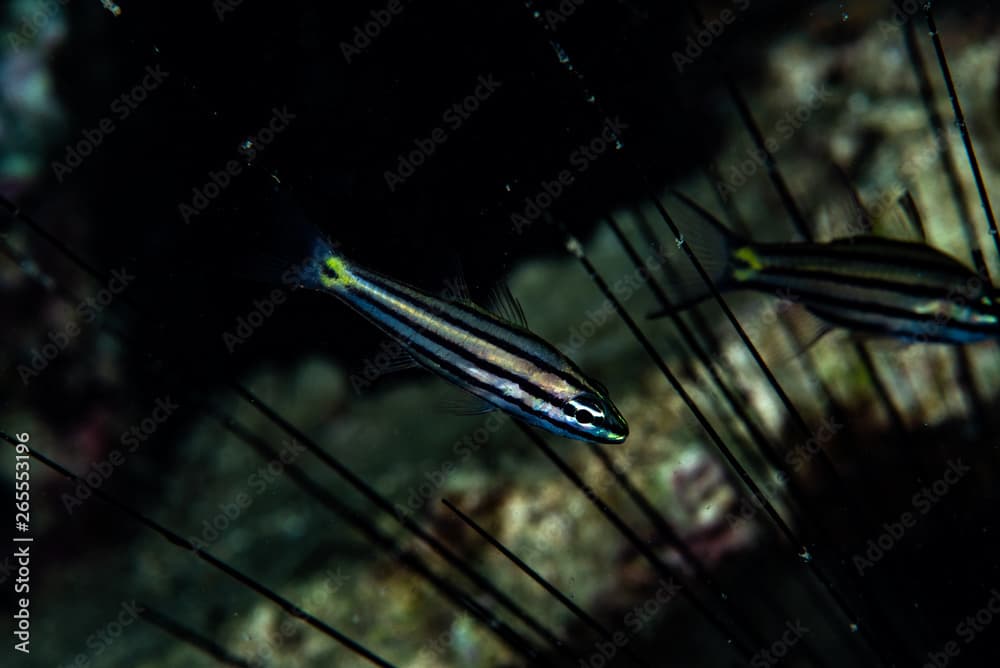 Five-line Cardinalfish Cheilodipterus quinquelineatus