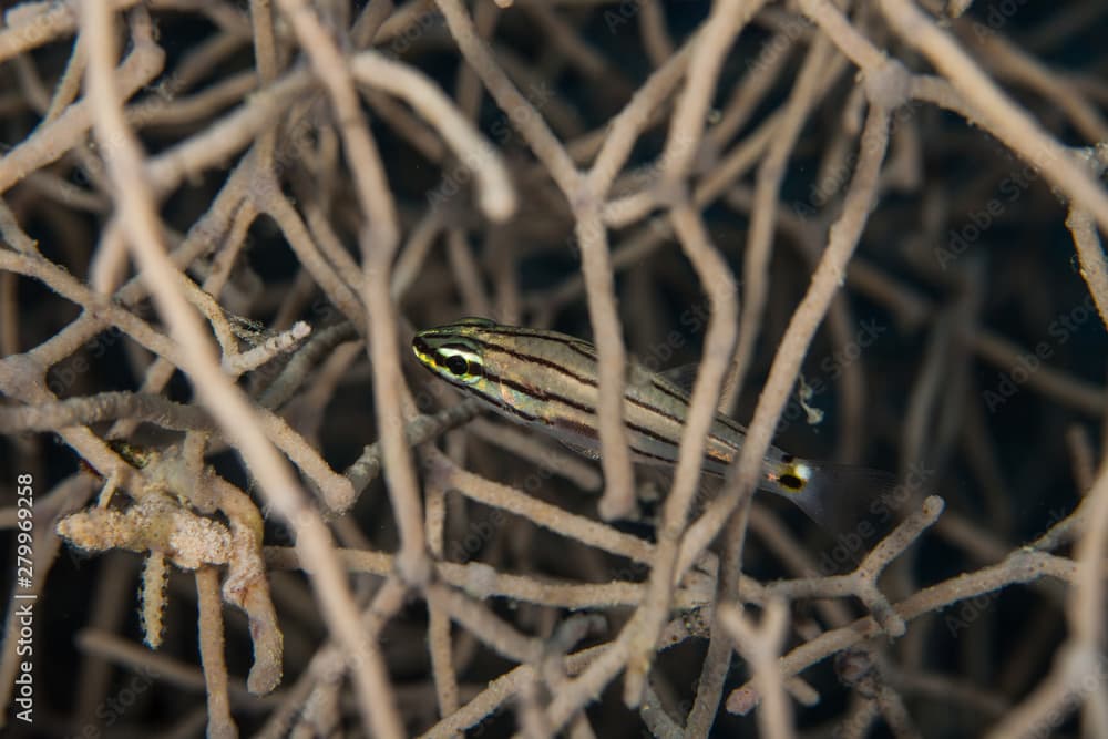 The five-lined cardinalfish, Cheilodipterus quinquelineatus