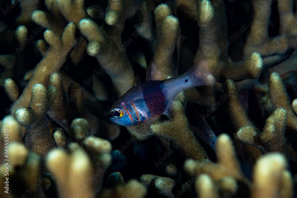 Girdled Cardinalfish Archamia zosterophora