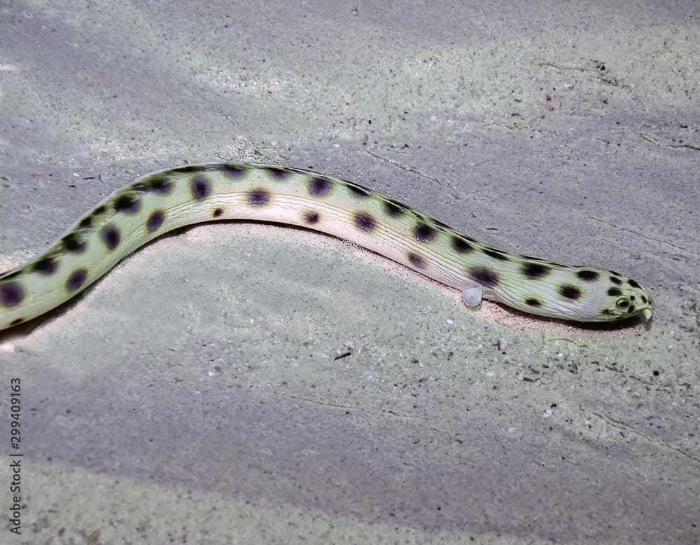 Spotted Snake Eel (Ophichthus ophis)