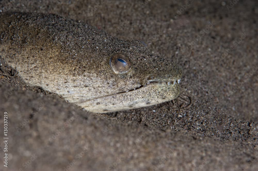 King spotted snake eel (Ophichthus ophis), Dominica