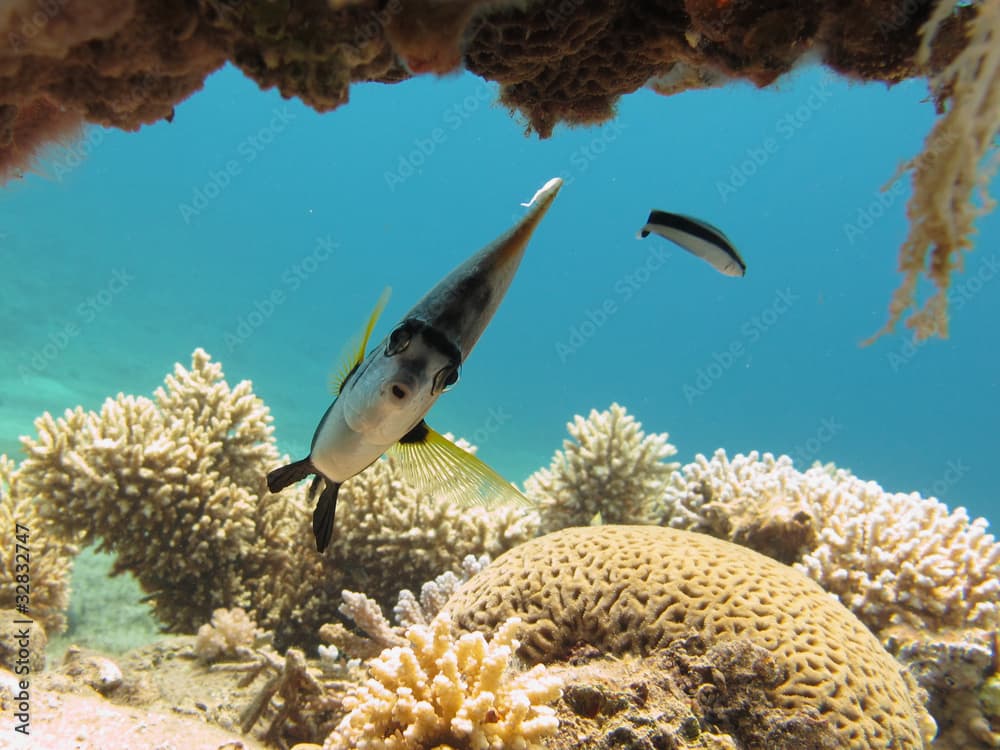 Bannerfish and cleaner wrasse in clear blue water