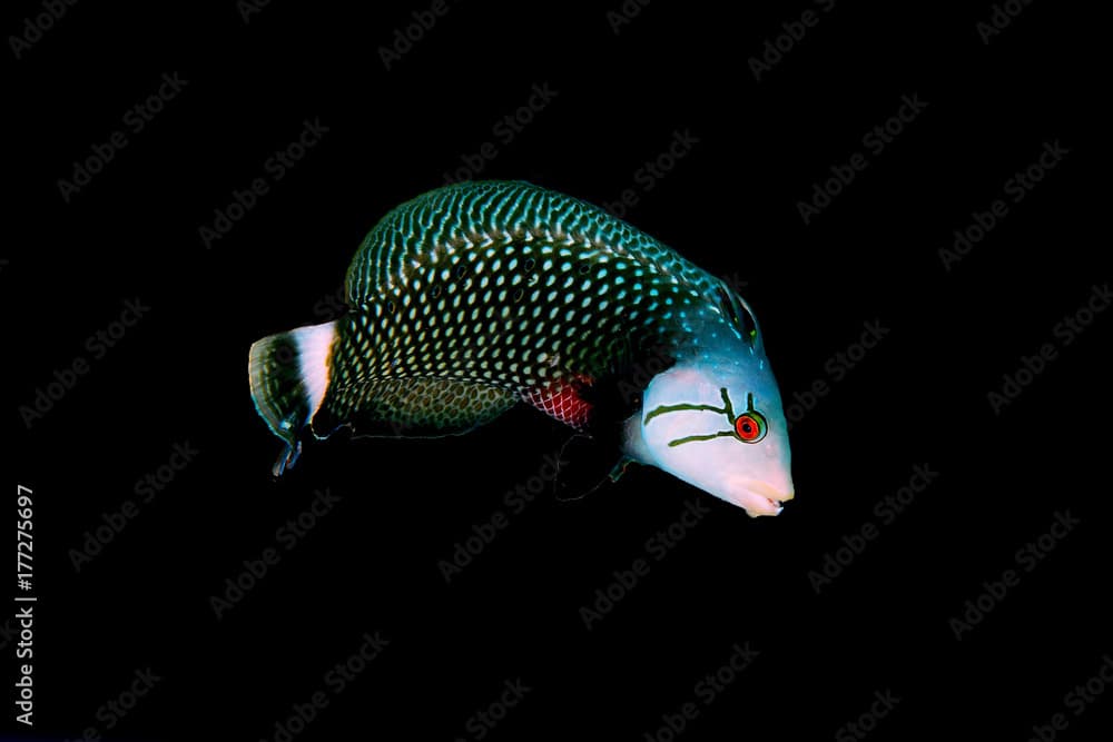 Adult wrasse isolated on black back ground