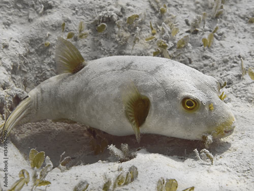 Immaculate puffer (Arothron immaculatus) fish in the water of tropical sea near the bottom