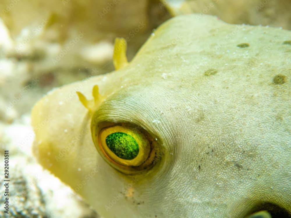 Immaculate puffer fish (Arothron immaculatus) close up while hiding in the corals.