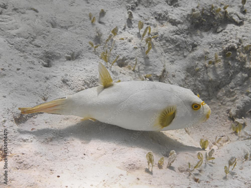 Immaculate puffer (Arothron immaculatus) fish swimming in the water of tropical sea.