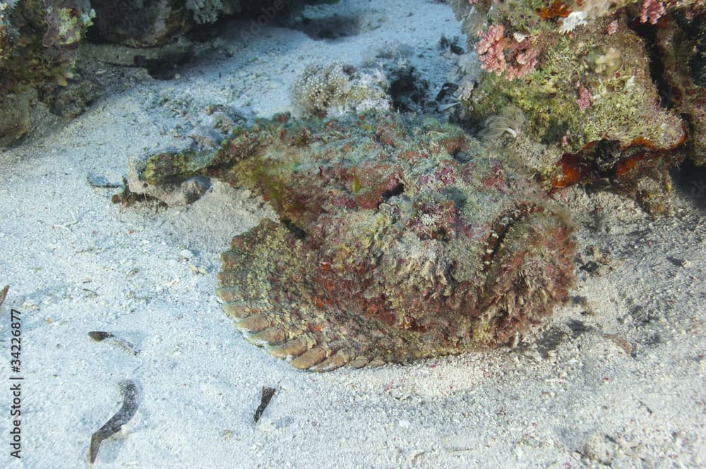 Stonefish lying on the seabed