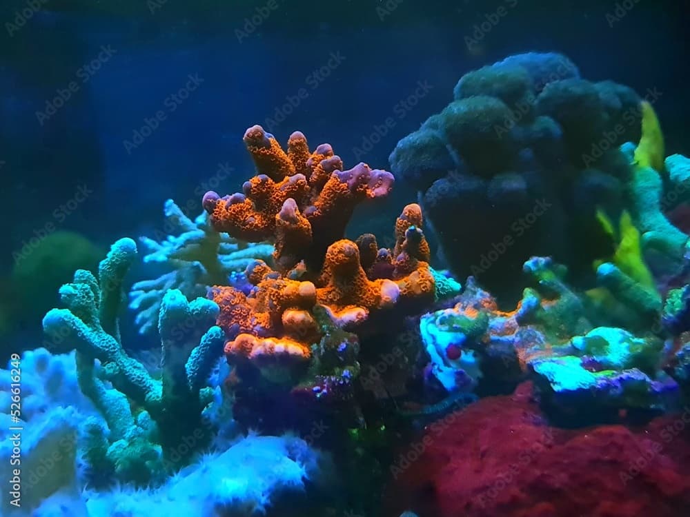 Montipora coral polyps photography