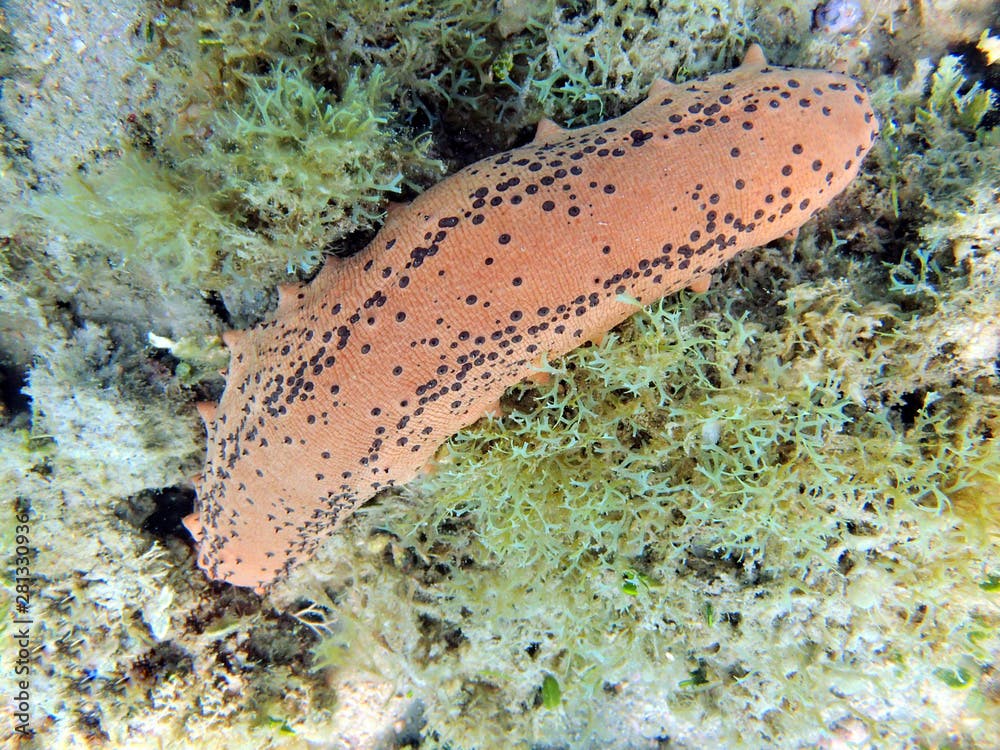 Sea Cucumber sitting on the bottom of the ocean.