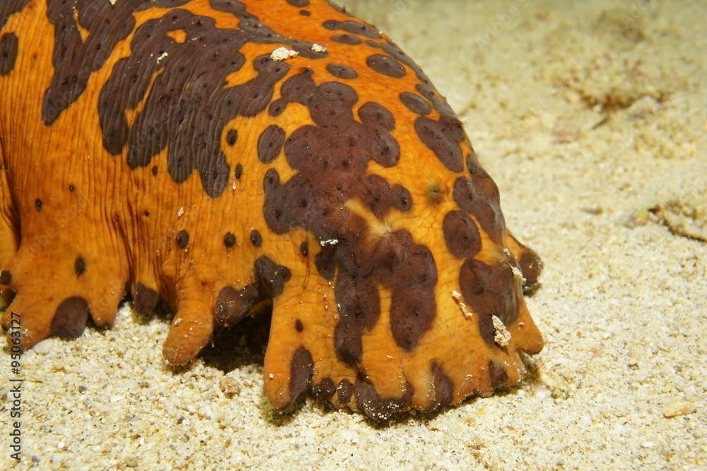 Three-rowed sea cucumber head close up underwater