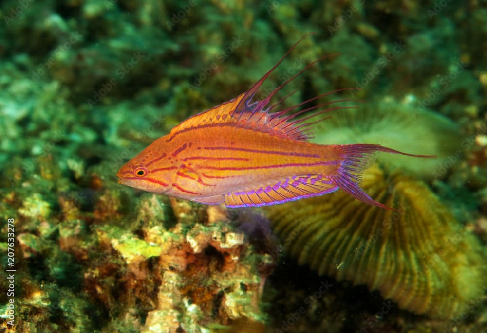 Filamented flasher wrasse male, Paracheilinus filamentosus, Sulawesi Indonesia