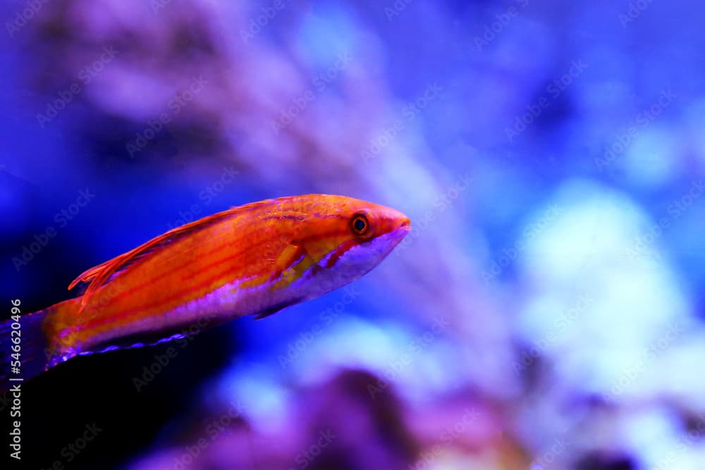 Carpenter's Flasher Wrasse - (Paracheilinus carpenteri) 