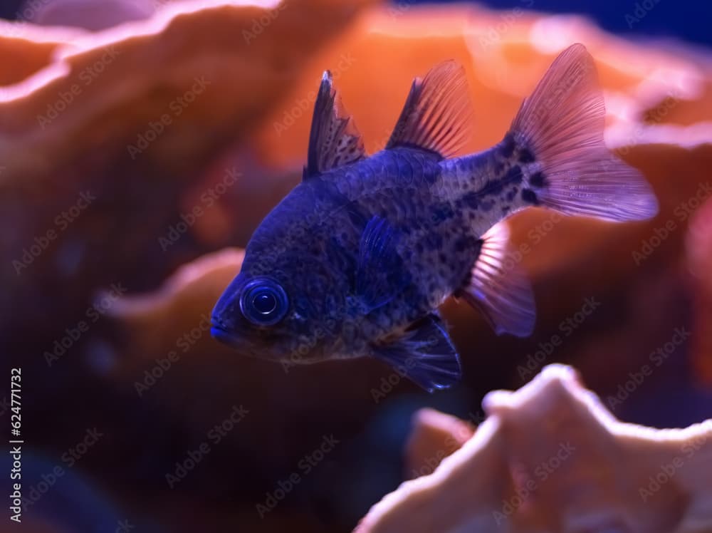  Fish Sphaeramia orbicularis (Orbiculate Cardinalfish) on coral background. Selective focus, blurred background