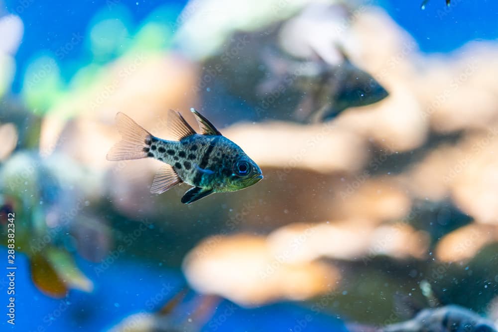 Sphaeramia orbicularis, orbiculate cardinalfish