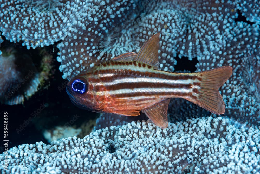 Blue-eye Cardinalfish Ostorhinchus compressus