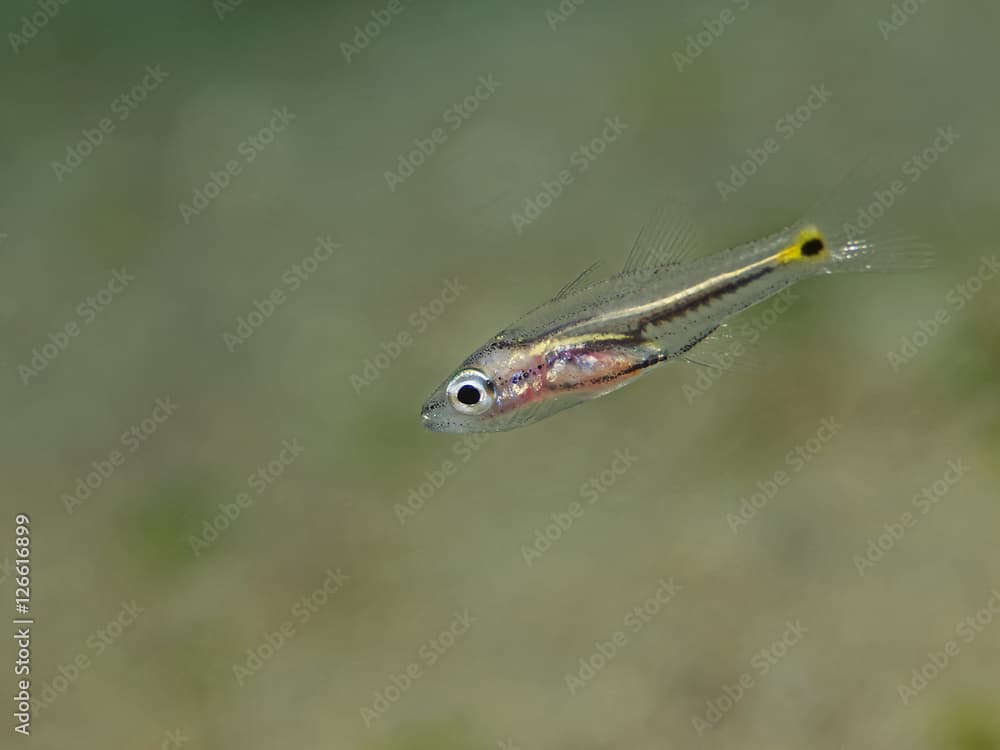 Orchre-striped Cardinalfish, Braunpunkt Kardinalfisch (Apogon compressus)