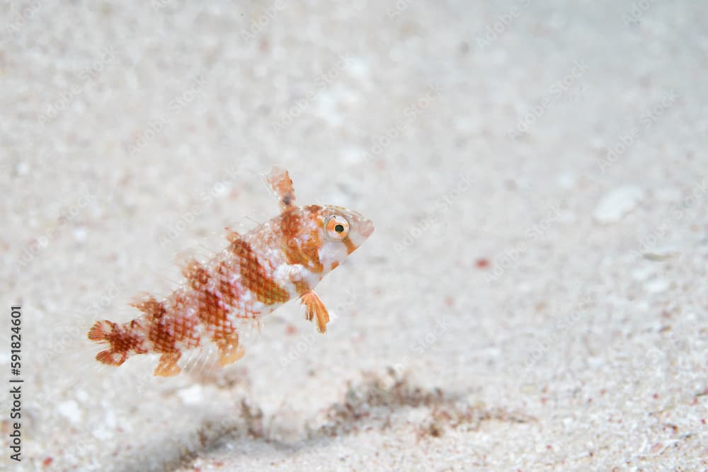 Female green razorfish on ocean floor