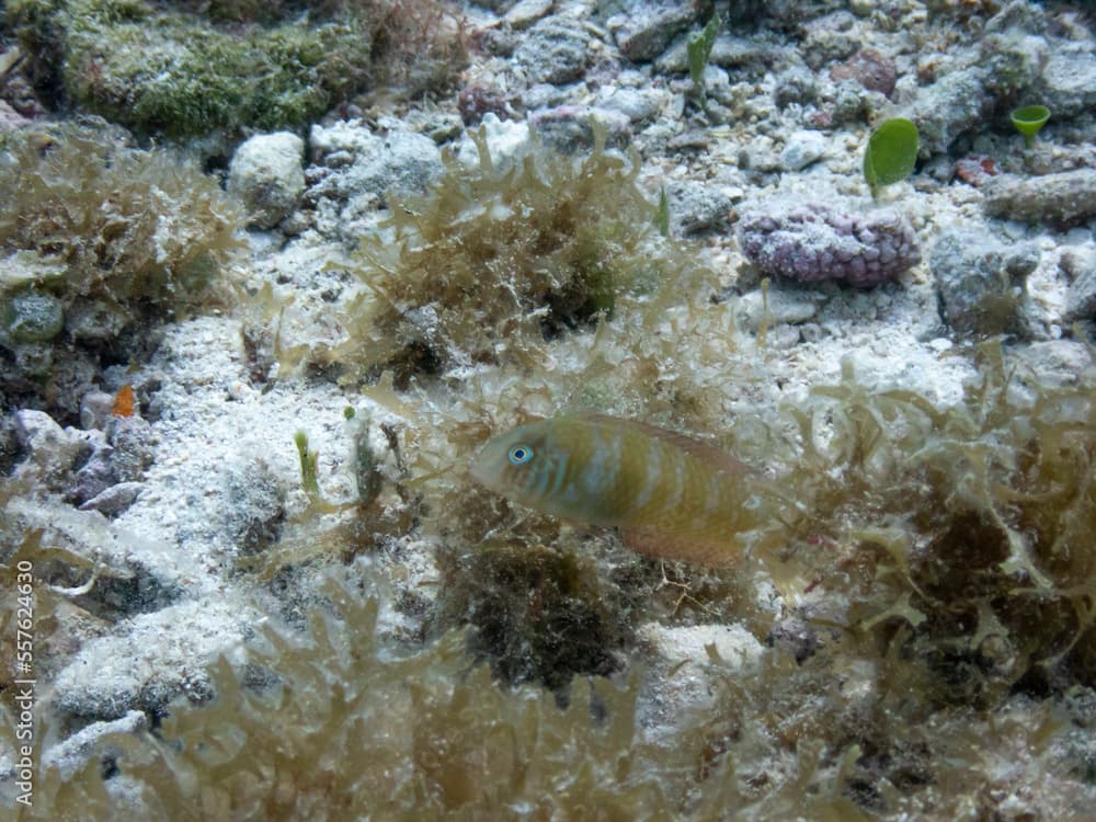 Green Razorfish