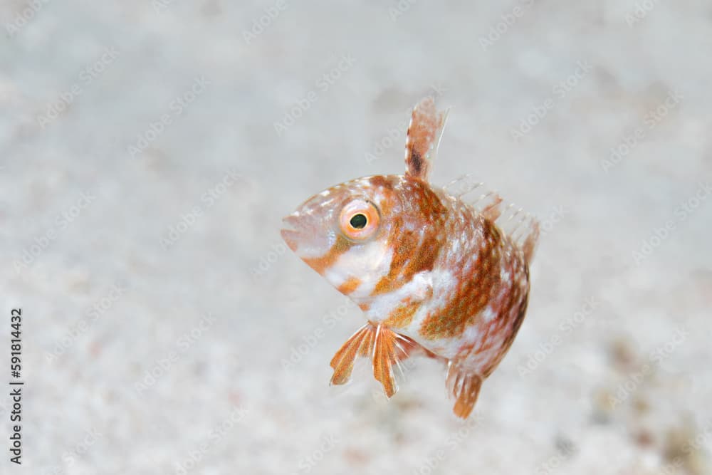 Female green razorfish on ocean floor