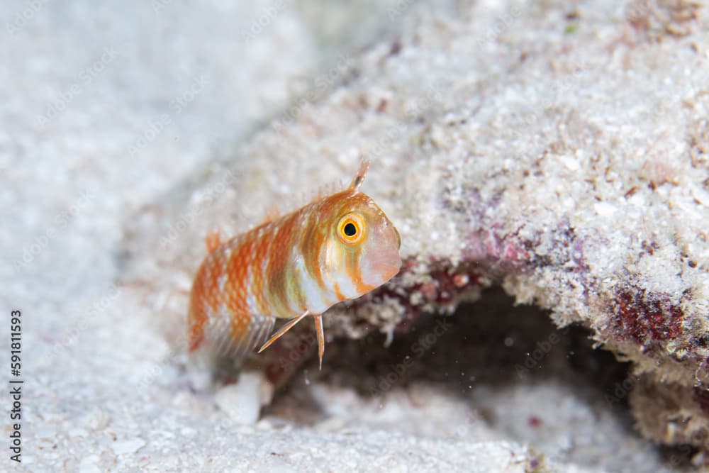 Female green razorfish on ocean floor