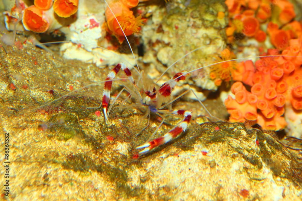 Banded coral shrimp (Stenopus hispidus) in Japan 