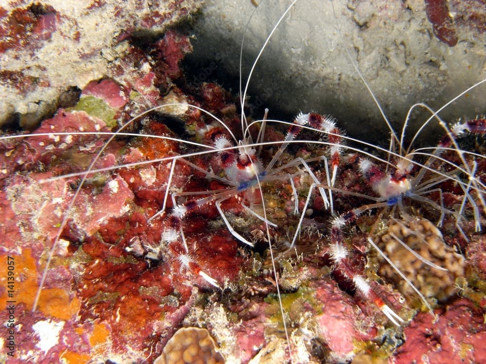 Gebänderte Scherengarnele (Stenopus hispidus)