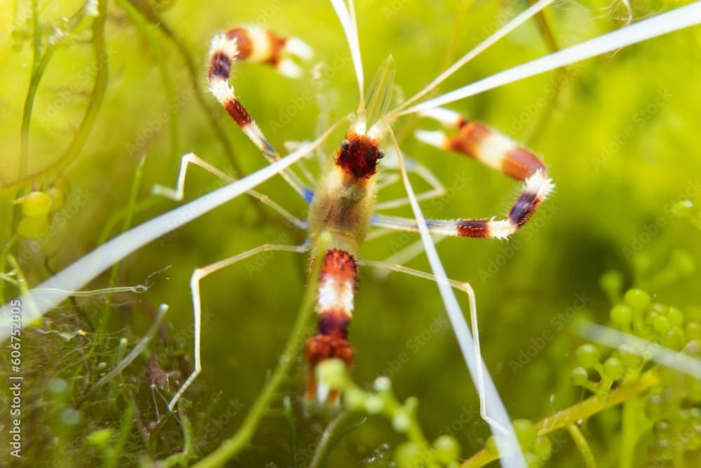 Closeup of a stenopus hispidus insect in the green field