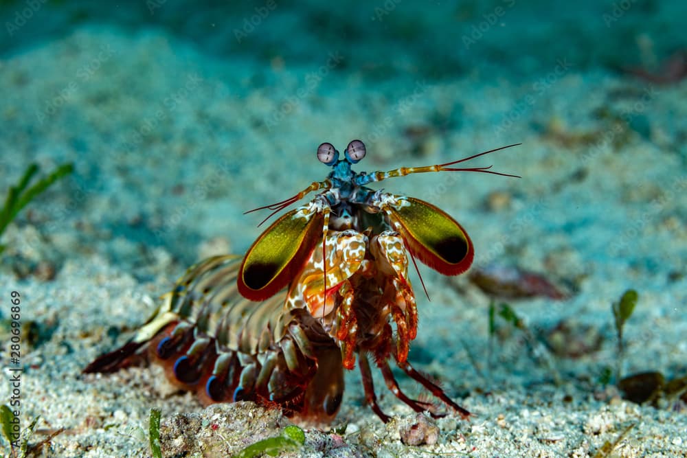 Peacock-, harlequin-, painted- or clown mantis shrimp, Odontodactylus scyllarus