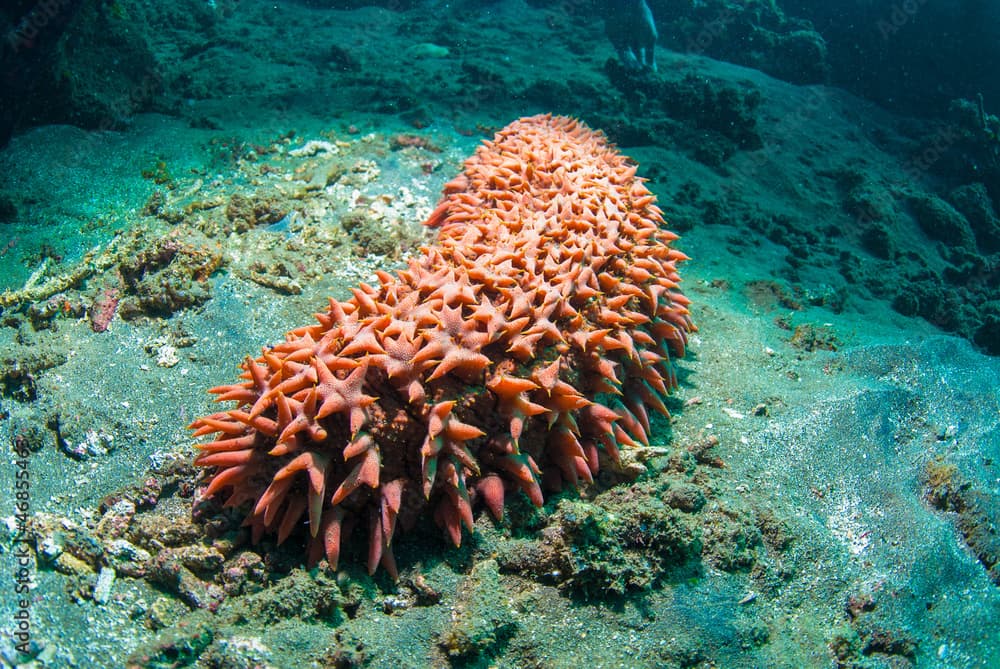 Sea cucumber