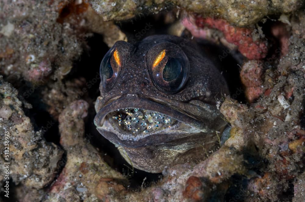 Jawfish mouth brooding eggs or Opistognathus randalli