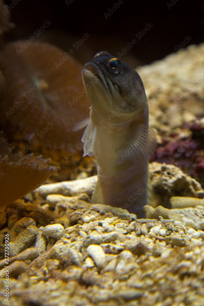 Gold-specs jawfish  (Opistognathus randalli).