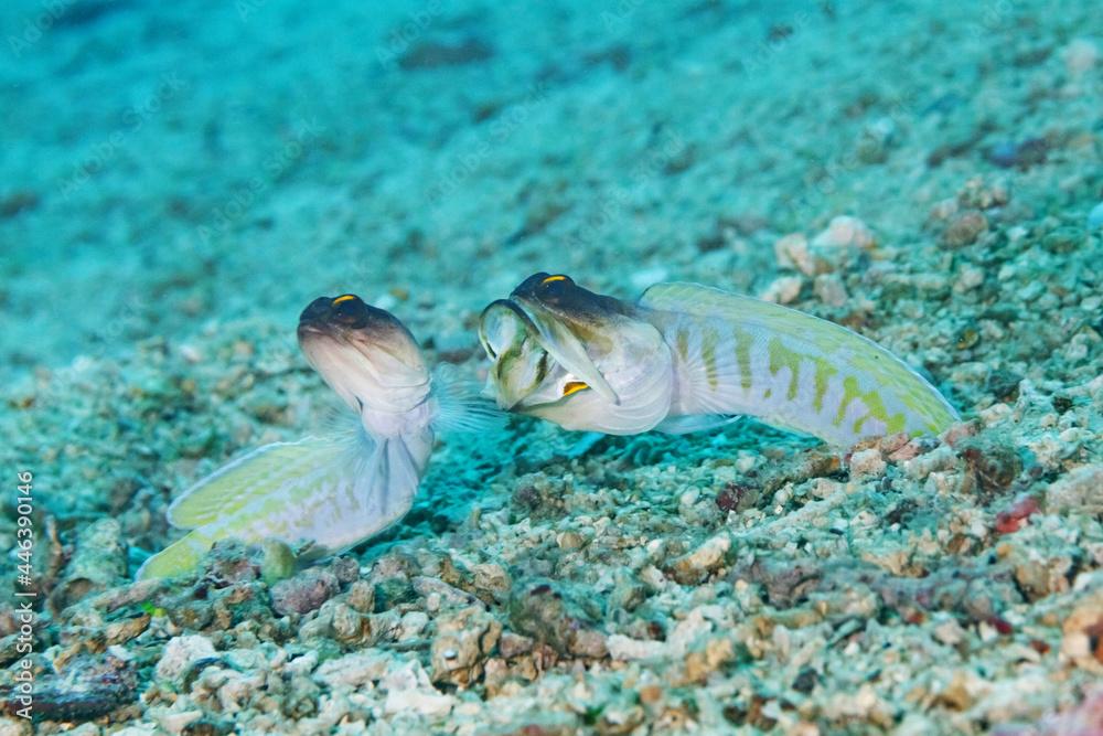 Opistognathus randalli fishes near sea bottom