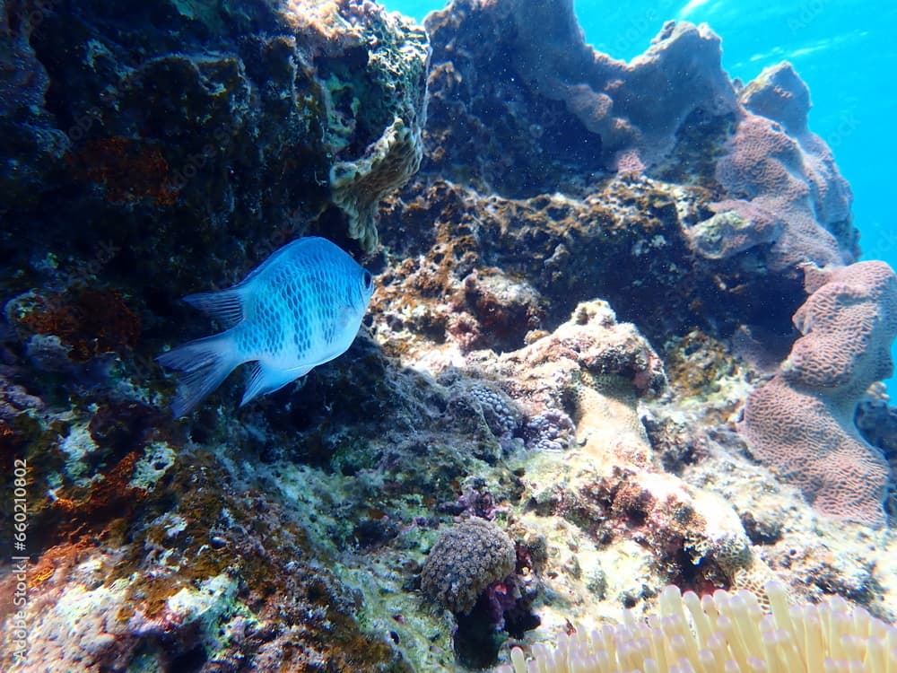 岩場を泳ぐクラカオスズメダイ（Amblyglyphidodon curacao）