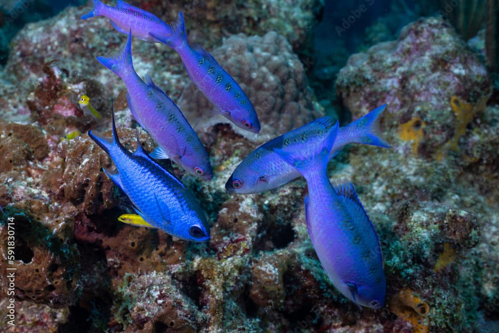 Creole wrasse