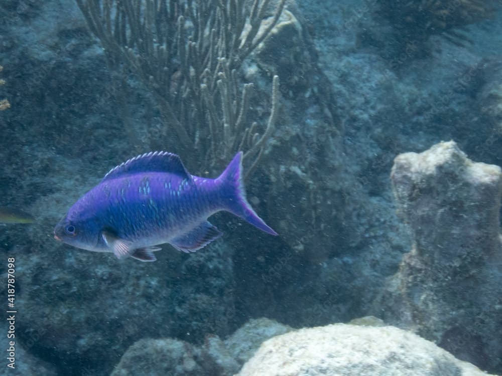 Creole Wrasse