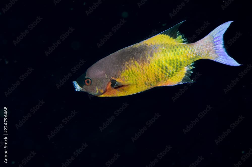 Creole wrasse on coral reef at Bonaire Island in the Caribbean