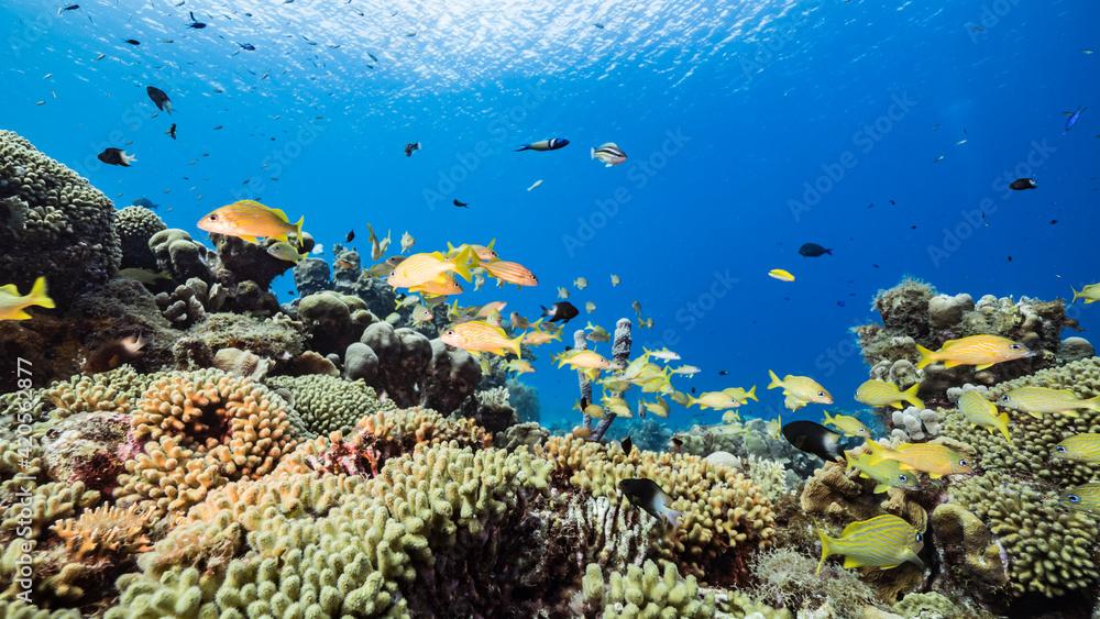 School of Grunts in coral reef of Caribbean Sea, Curacao