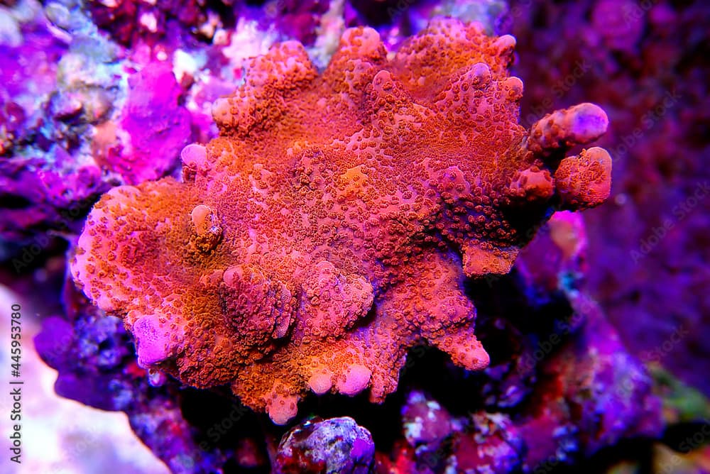 Ultra macro shot on Montipora polyps sps coral frag