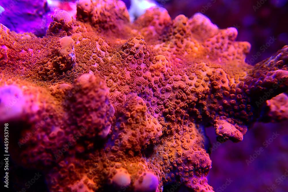 Ultra macro shot on Montipora polyps sps coral frag