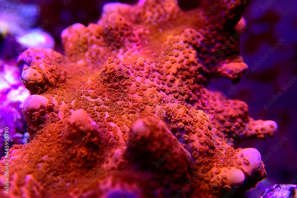 Ultra macro shot on Montipora polyps sps coral frag