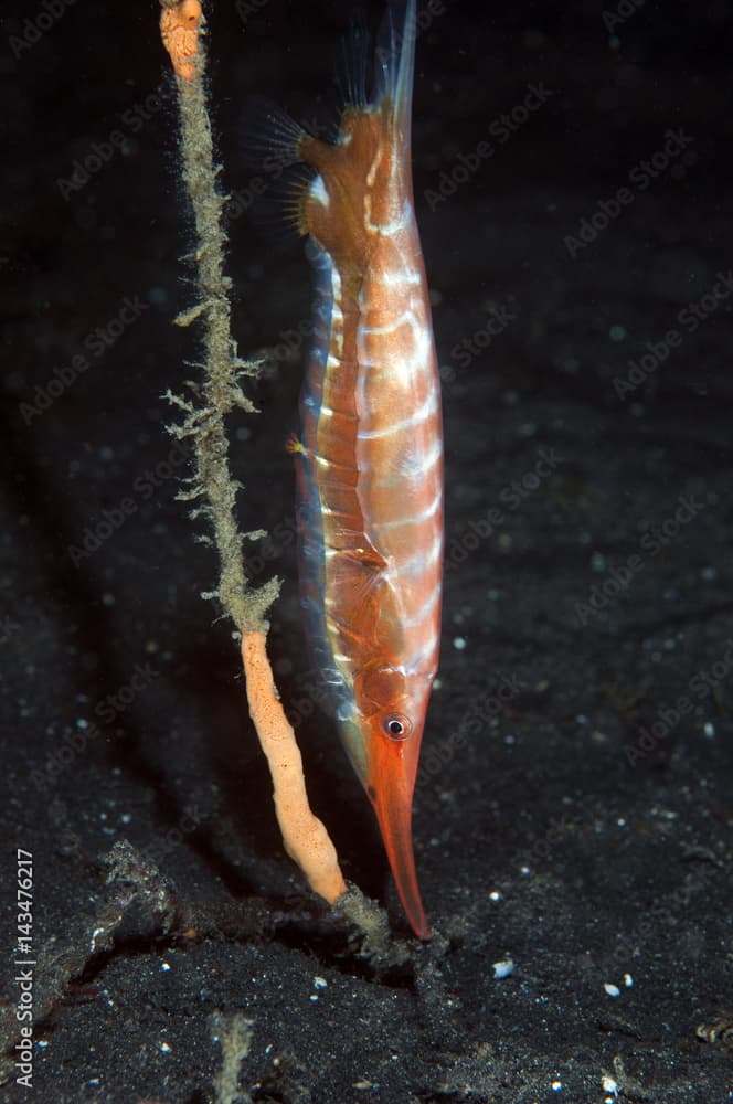 Shrimpfish, Centriscus scutatus, Sulawesi Indonesia