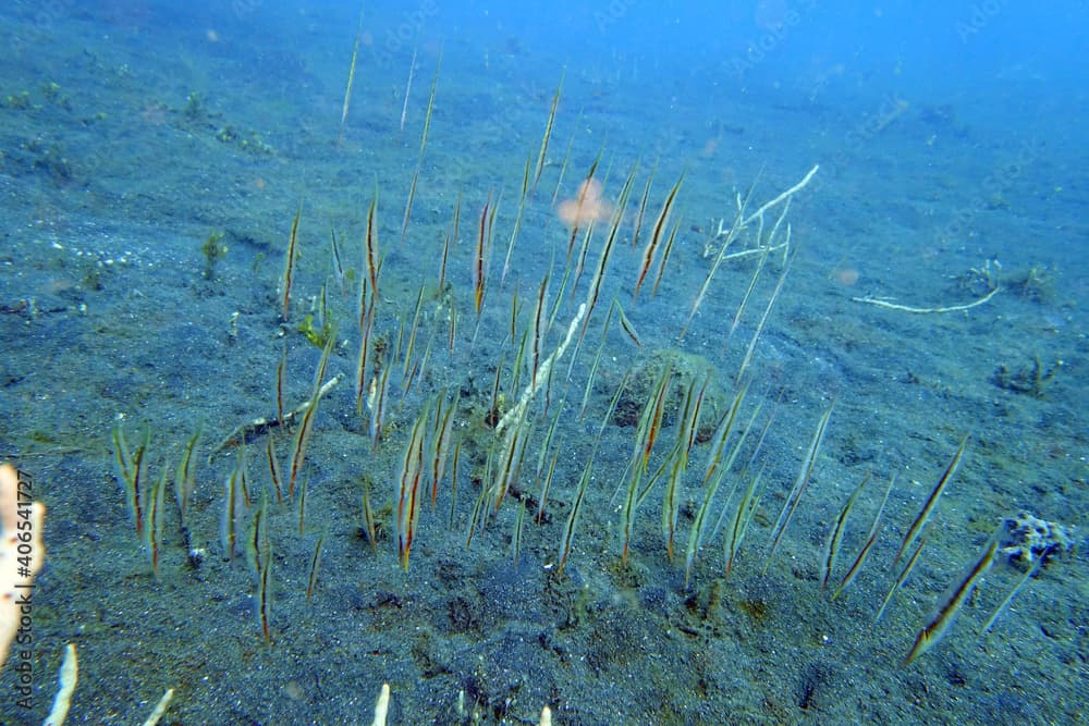 Centriscus scutatus Schnepfenmesserfische