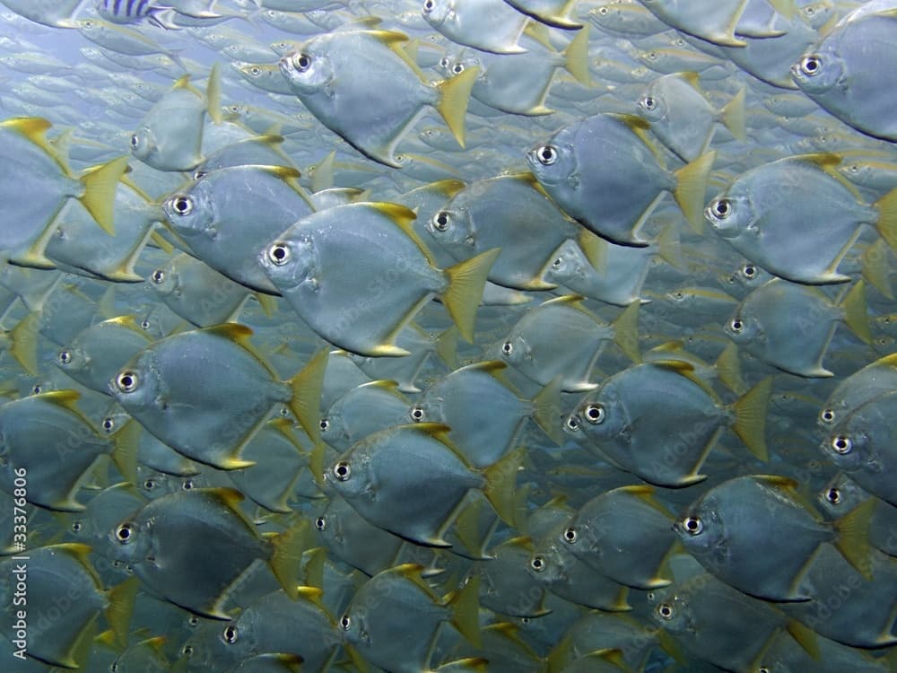 Sliver Batfish - Monodactylus argenteus