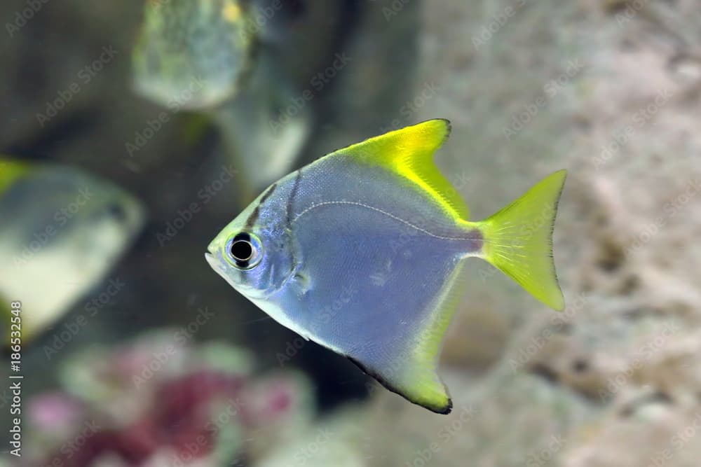 Monodactylus argenteus. Silver colorful fish-swallow floats in the aquarium