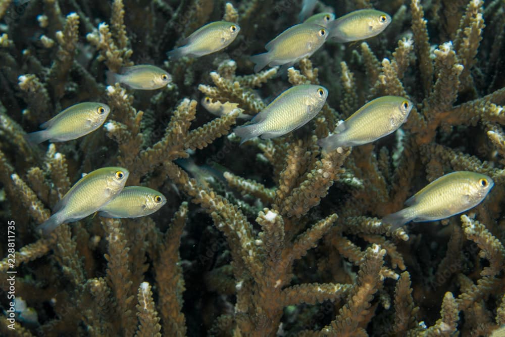 Brown Chromis, Multilineata.