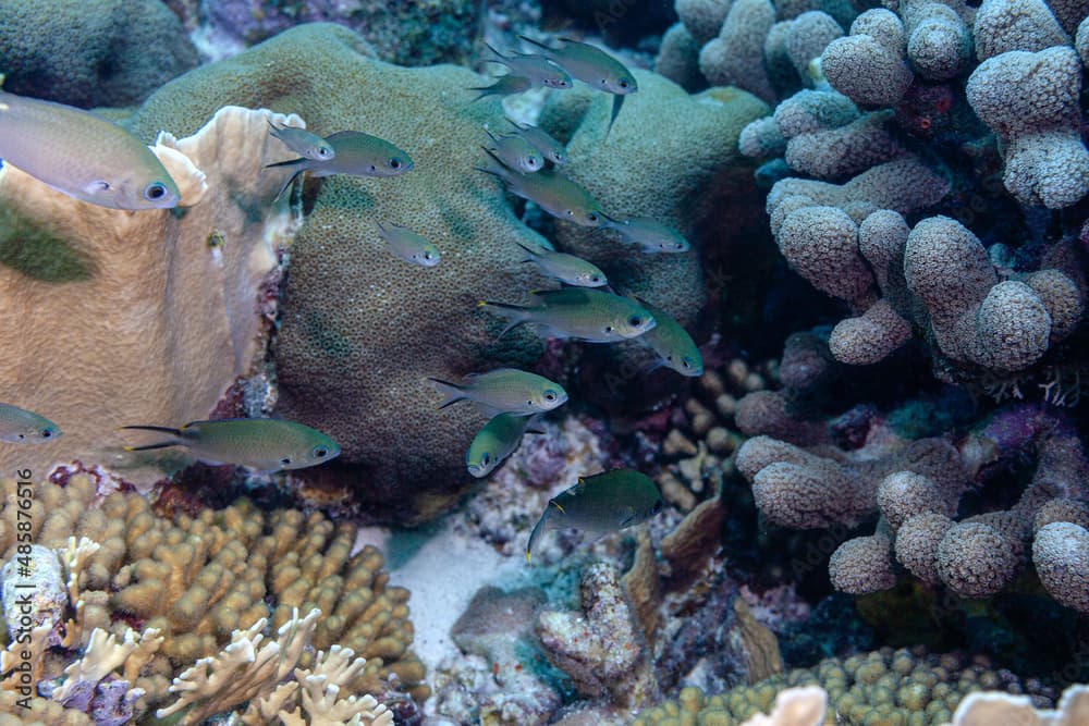 Chromis multilineata sind Riffbarsche in der Karibik